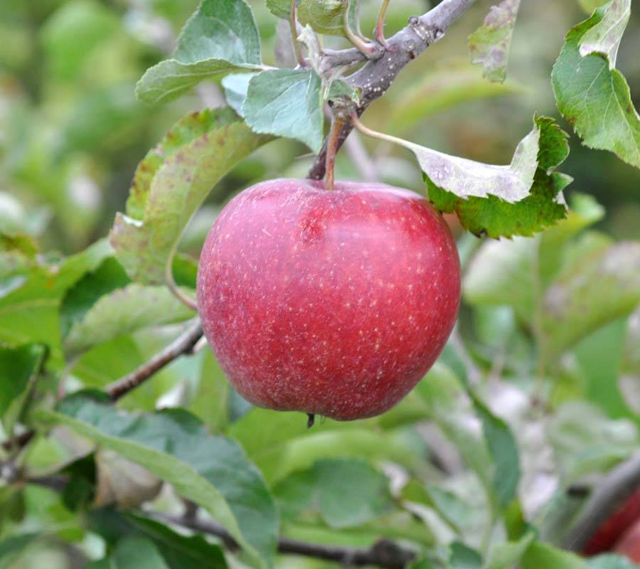 Pomme Jonagored