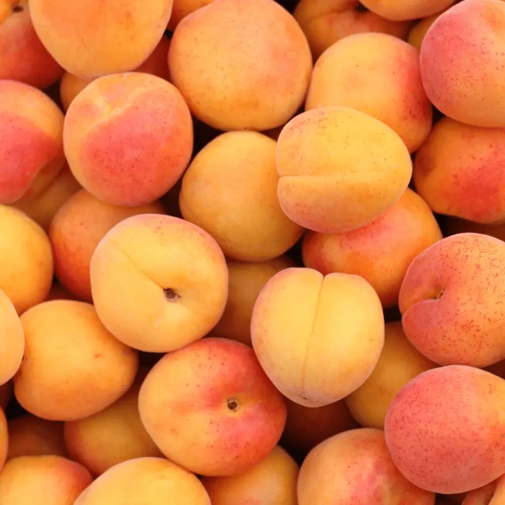 Abricots 500g