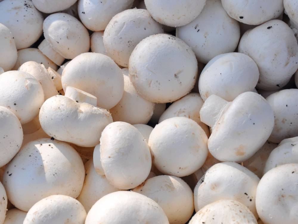 Champignons de Paris 500g