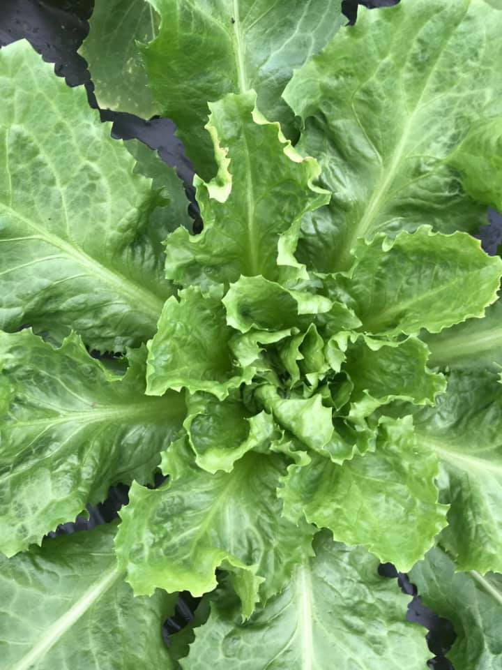 Salade batavia (à l'unité)