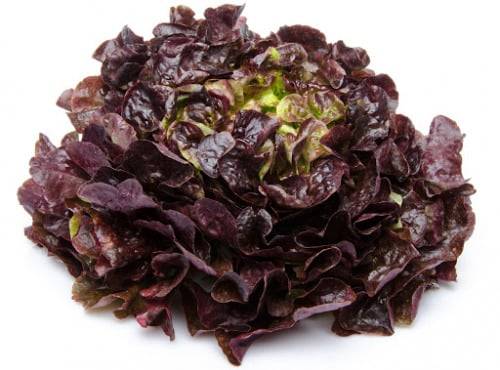 Salade feuille de de chêne rouge(à l'unité)
