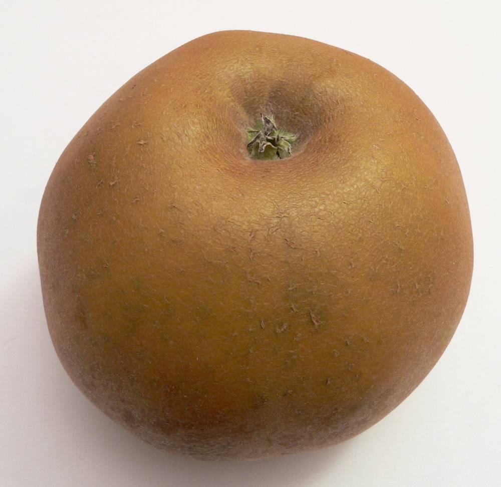 Pomme Reinette Grise du Canada