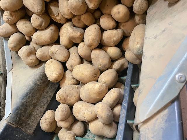 Pomme de terre BERNADETTE